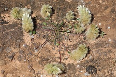 Ptilotus spathulatus