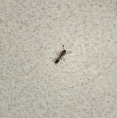 Tetramorium