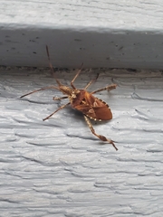 Leptoglossus occidentalis