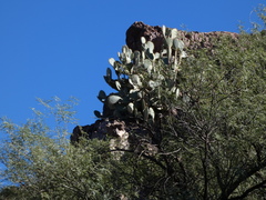 Opuntia engelmannii