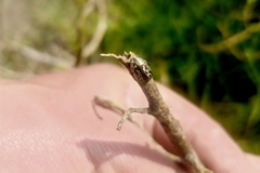 Zygogramma piceicollis