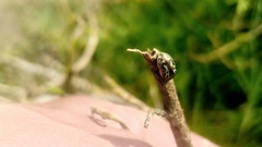 Zygogramma piceicollis