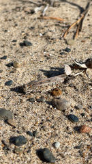 Trimerotropis maritima