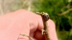 Zygogramma piceicollis