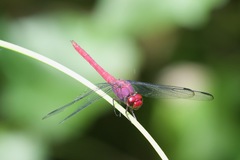 Orthemis macrostigma