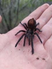 Plesiopelma longisternale