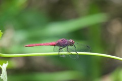 Orthemis macrostigma