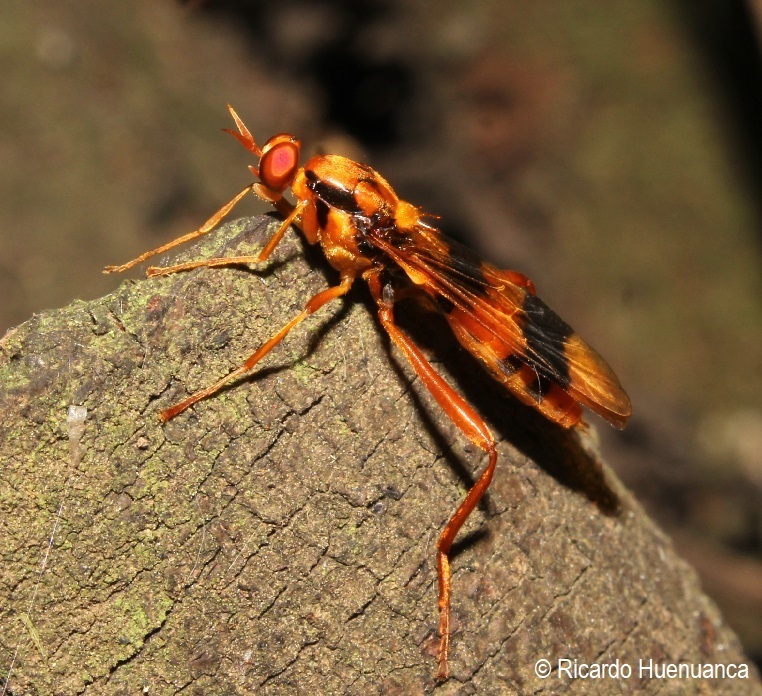 Exaeretina auricoma