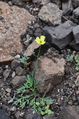 Papaver lapponicum orientale