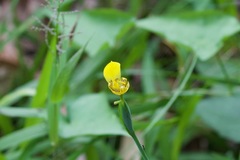 Trimezia martinicensis