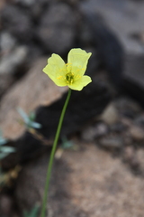 Papaver lapponicum orientale