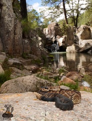 Crotalus molossus nigrescens