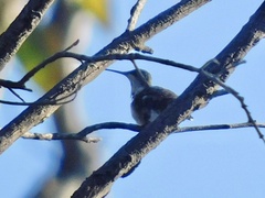 Selasphorus calliope