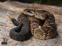Crotalus molossus nigrescens
