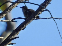 Selasphorus calliope