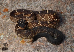 Crotalus molossus nigrescens