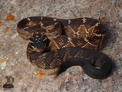 Crotalus molossus nigrescens