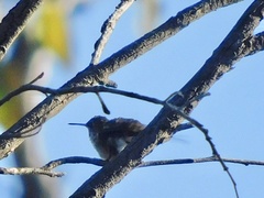 Selasphorus calliope