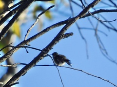 Selasphorus calliope