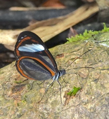 Oleria gunilla