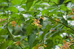 Palicourea crocea