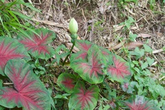 Caladium bicolor