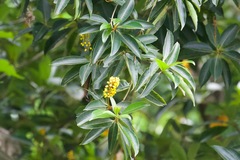 Byrsonima crassifolia
