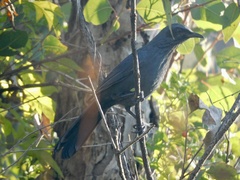 Melanotis caerulescens