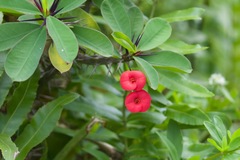 Euphorbia milii