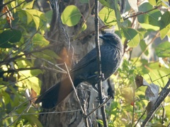 Melanotis caerulescens