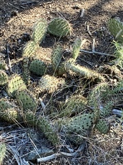 Opuntia cymochila