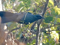 Melanotis caerulescens