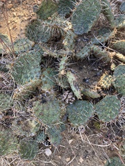 Opuntia cymochila