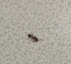 Tetramorium