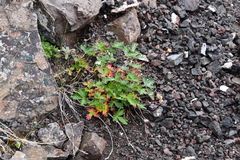 Potentilla × prostrata