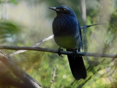 Melanotis caerulescens