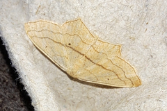 Scopula imitaria
