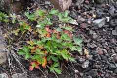 Potentilla × prostrata