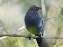 Melanotis caerulescens