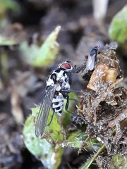 Anthomyia procellaris