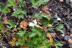 Potentilla × prostrata