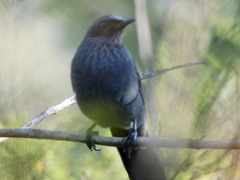 Melanotis caerulescens