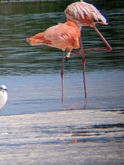 Phoenicopterus ruber