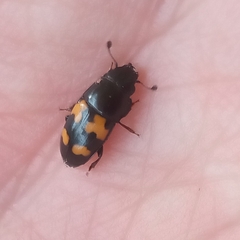 Glischrochilus fasciatus