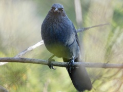 Melanotis caerulescens
