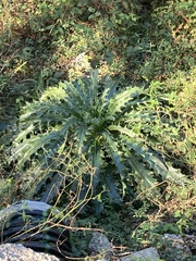 Cirsium horridulum