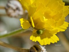 Spissistilus festinus