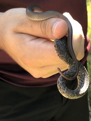 Coluber constrictor anthicus