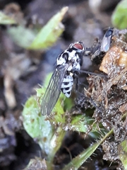 Anthomyia procellaris