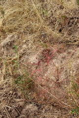 Corispermum declinatum